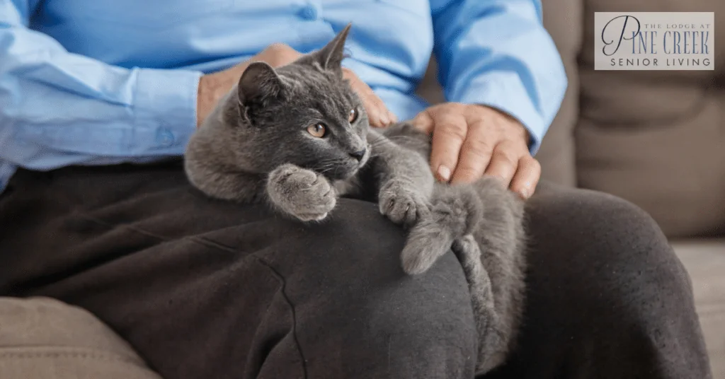 An old woman with a cat. Pet therapy - memory care activities for seniors with dementia.
